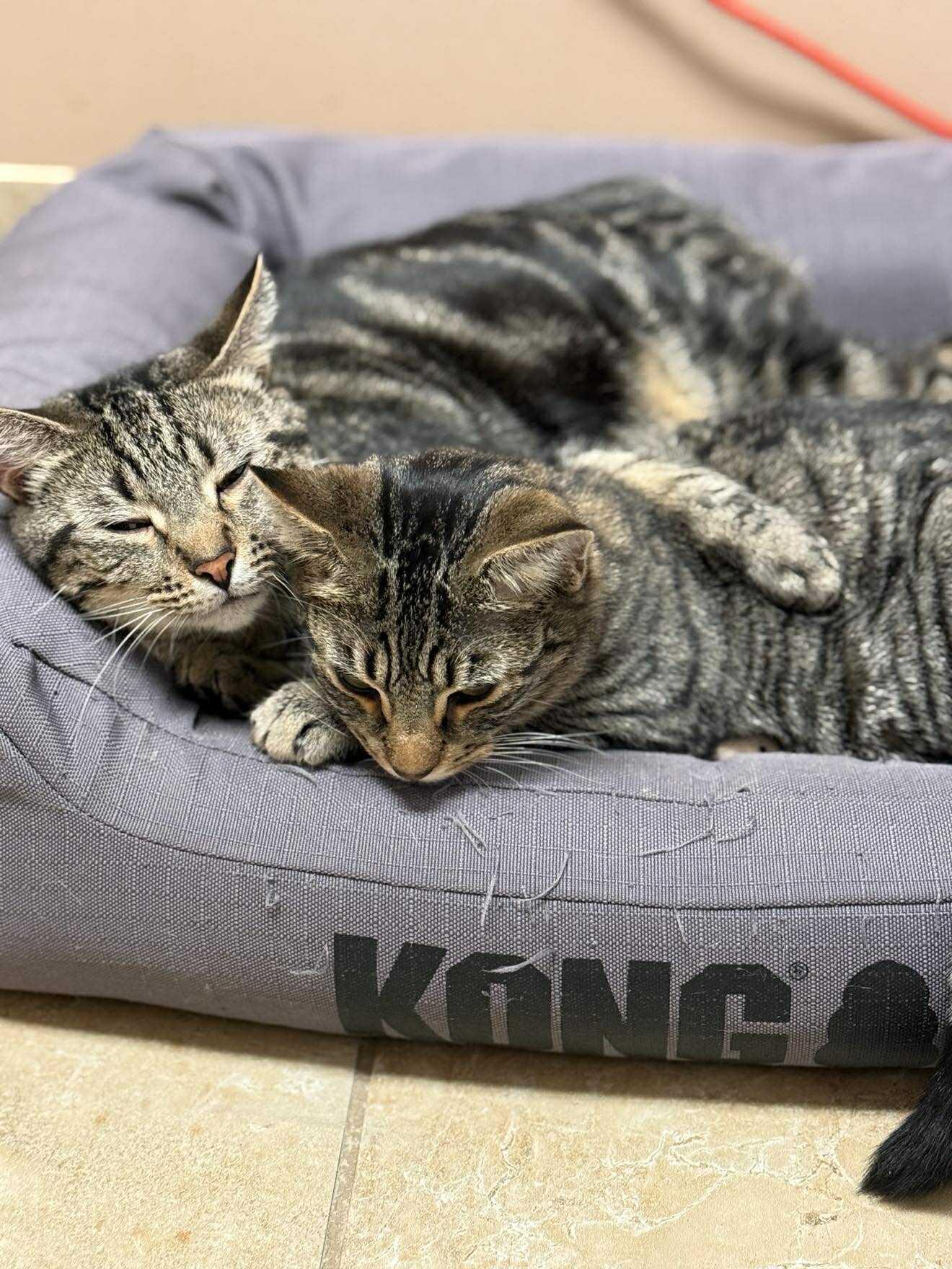 Daisy (f) & Atticus (m), Bonded pair, a Adoptable Domestic Short Hair in Rochester, NY image 5/5