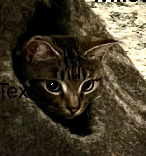 Enlarge Willow, a Adoptable Domestic Short Hair in Bethlehem, PA image 4/4