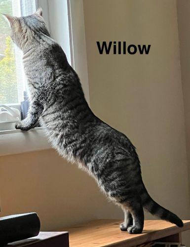 Enlarge Willow, a Adoptable Domestic Short Hair in Bethlehem, PA image 2/4