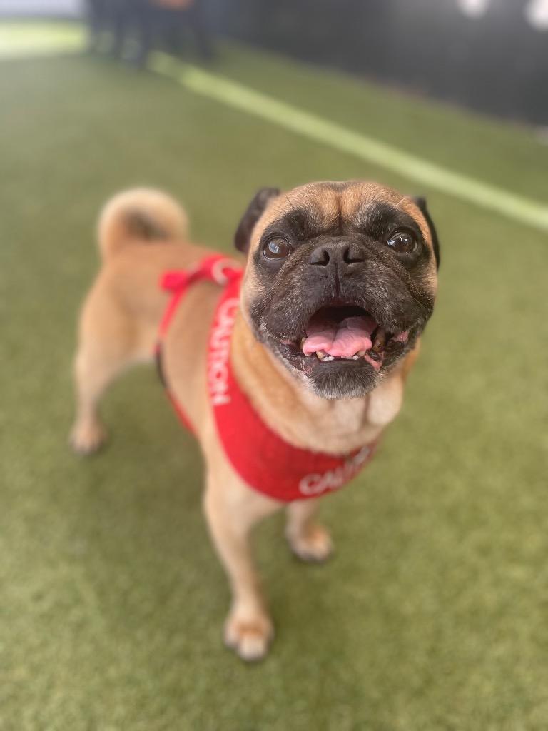 Enlarge Scoby, a Adoptable Pug in Gardena, CA image 2/6