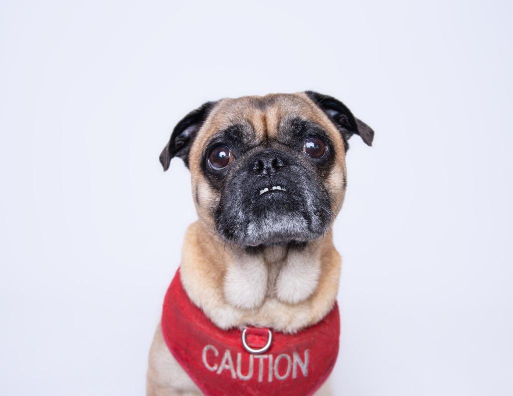 Enlarge Scoby, a Adoptable Pug in Gardena, CA image 1/6