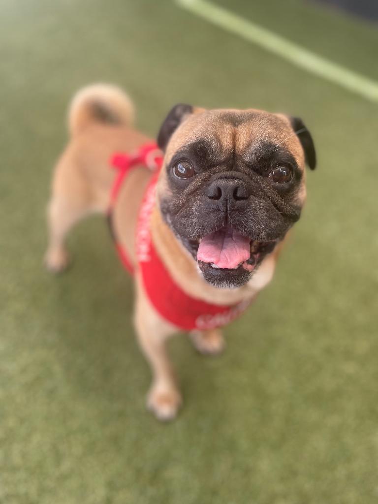 Enlarge Scoby, a Adoptable Pug in Gardena, CA image 2/6