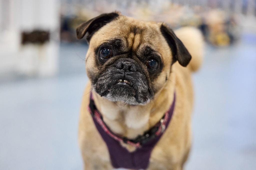 Enlarge Scoby, a Adoptable Pug in Gardena, CA image 3/6