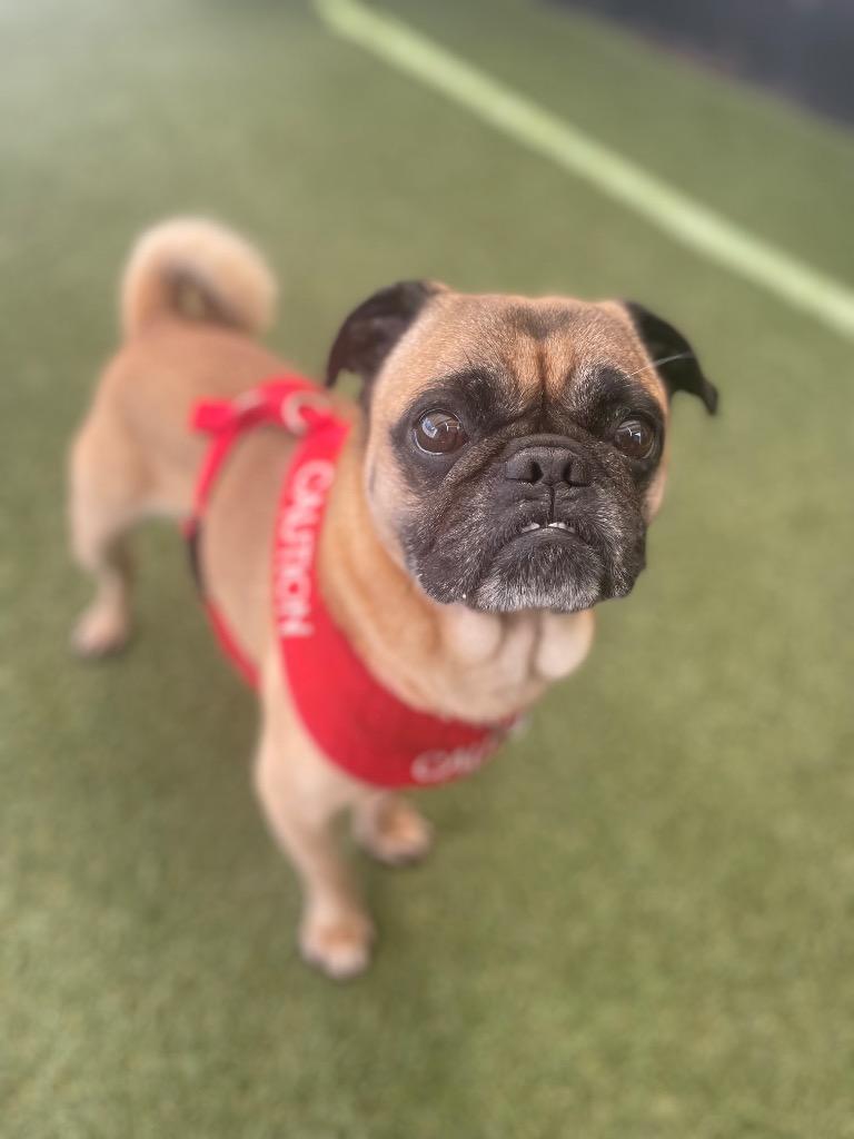 Enlarge Scoby, a Adoptable Pug in Gardena, CA image 3/6