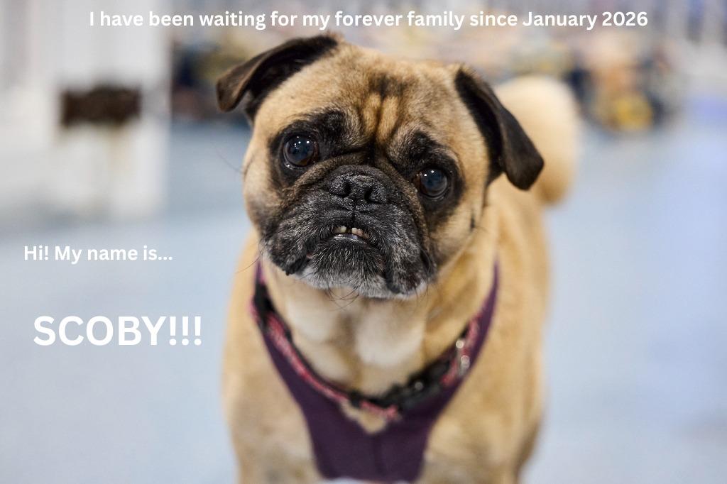 Enlarge Scoby, a Adoptable Pug in Gardena, CA image 5/6