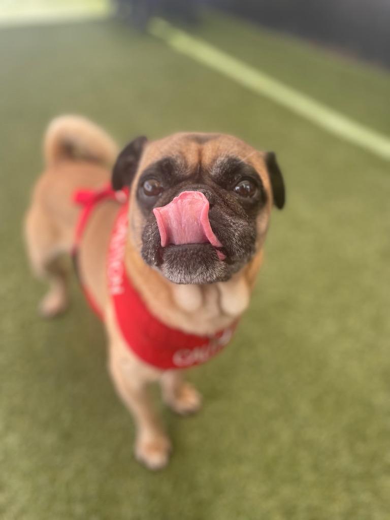 Enlarge Scoby, a Adoptable Pug in Gardena, CA image 5/6