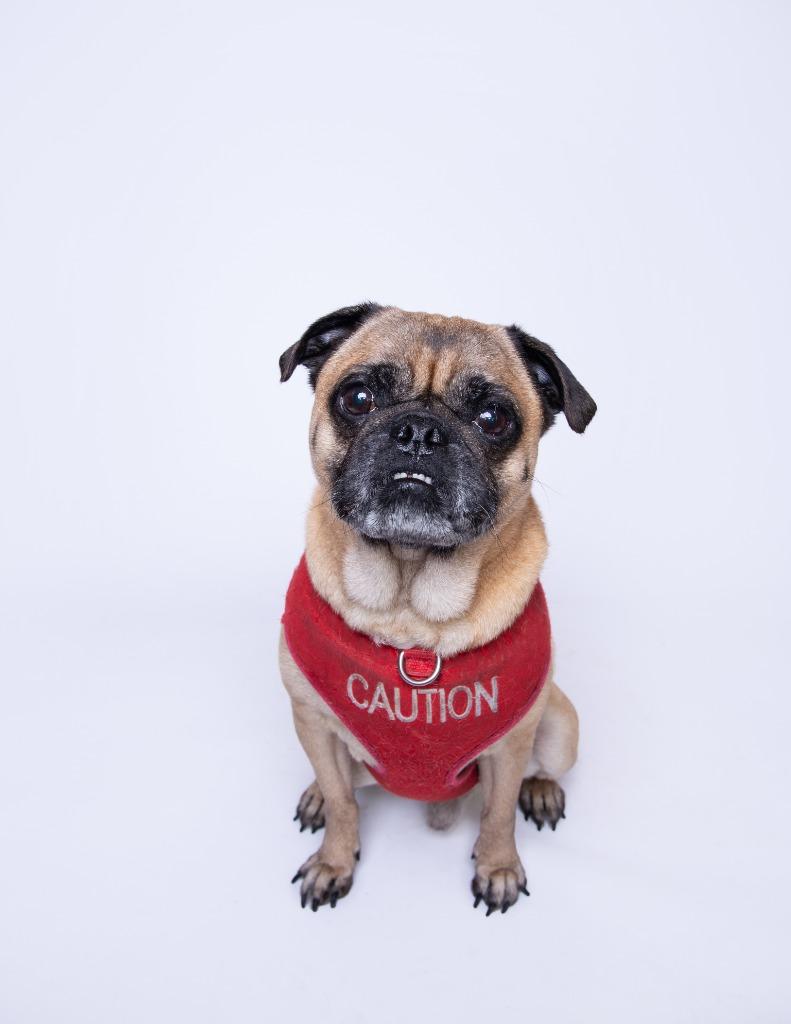 Enlarge Scoby, a Adoptable Pug in Gardena, CA image 6/6