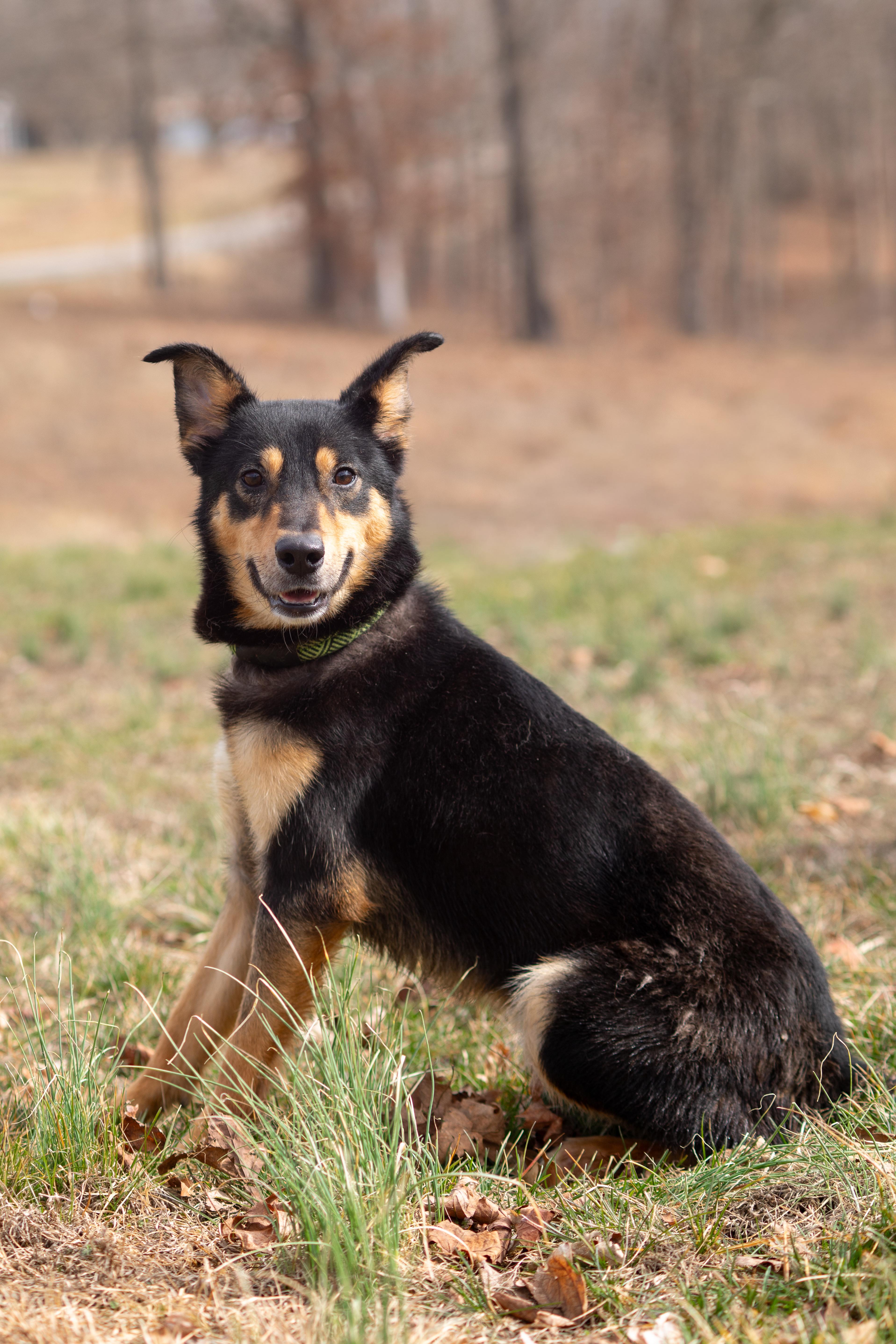 Titan, a ADOPTABLE mixed breed in Dixon, KY image 2/2
