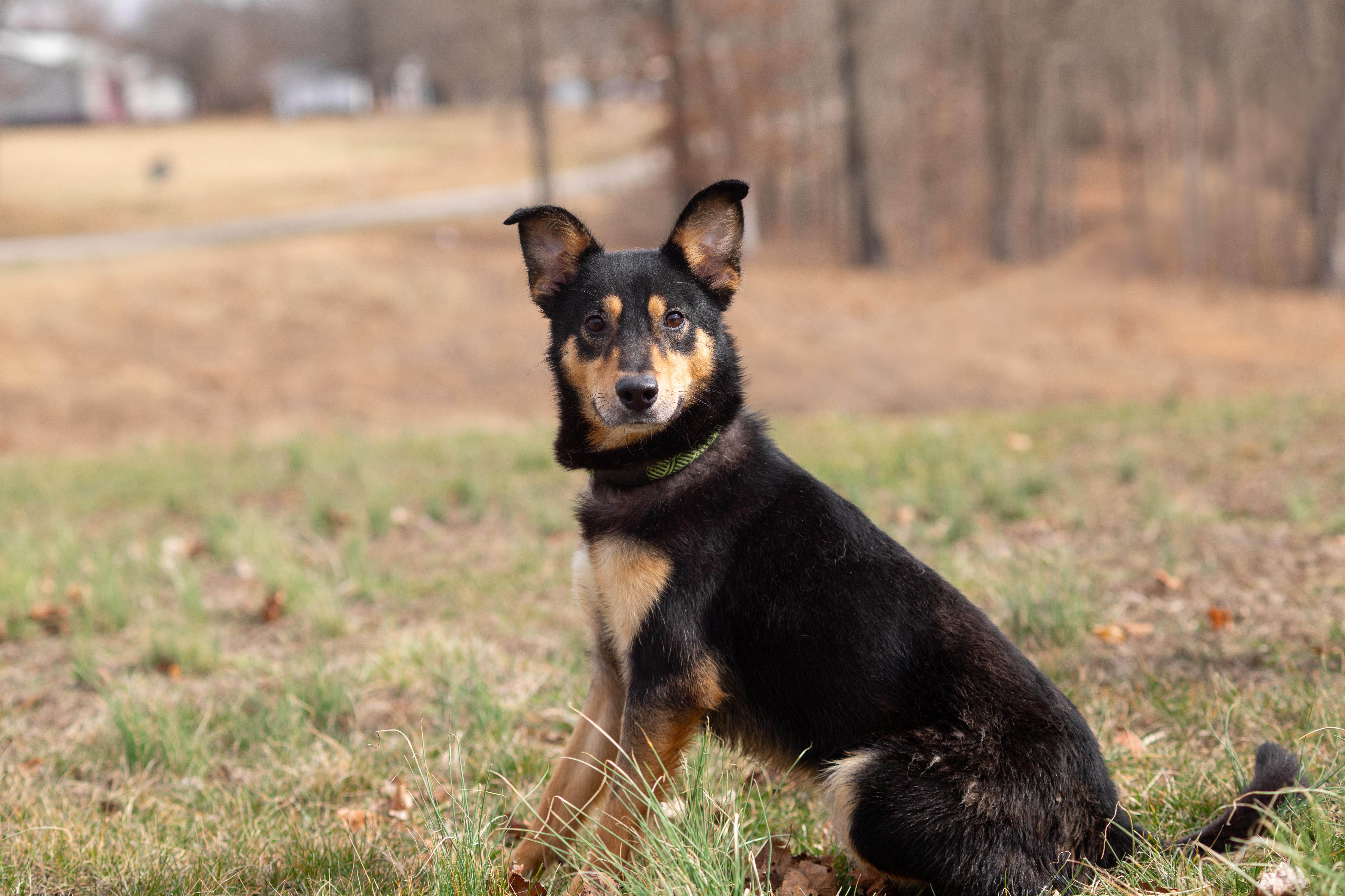 Titan, a ADOPTABLE mixed breed in Dixon, KY image 1/2