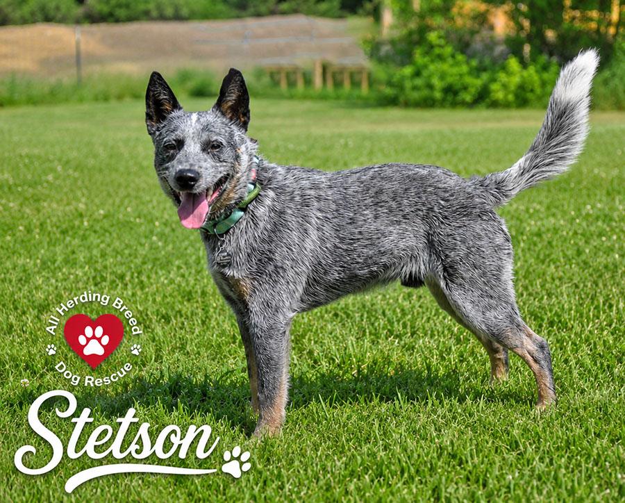 Enlarge Stetson, an adoption pending Australian Cattle Dog / Blue Heeler in Joliet, IL image 2/5