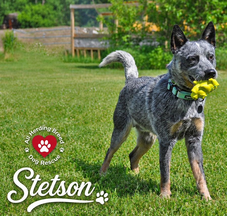 Enlarge Stetson, an adoption pending Australian Cattle Dog / Blue Heeler in Joliet, IL image 4/5