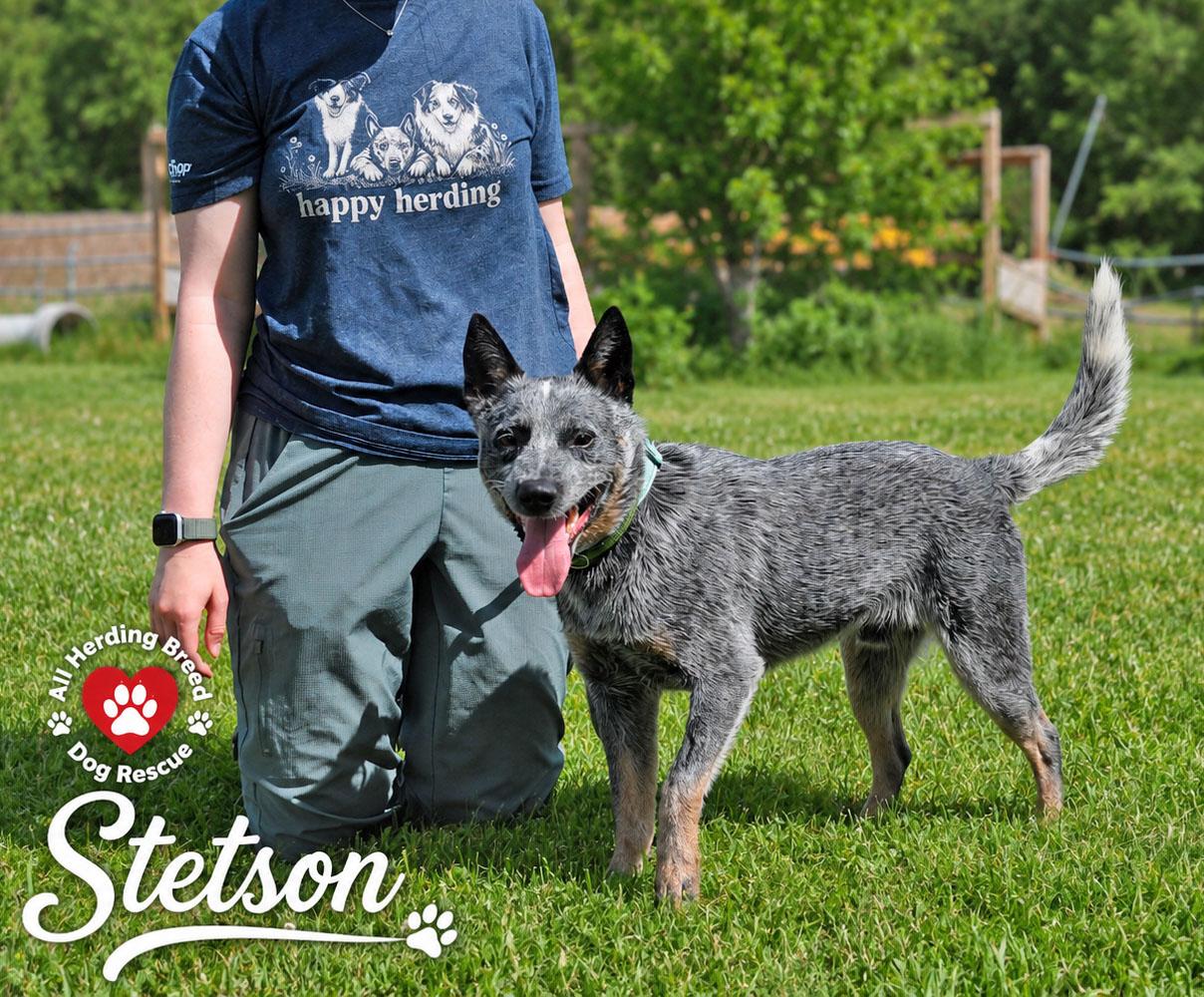 Enlarge Stetson, an adoption pending Australian Cattle Dog / Blue Heeler in Joliet, IL image 5/5