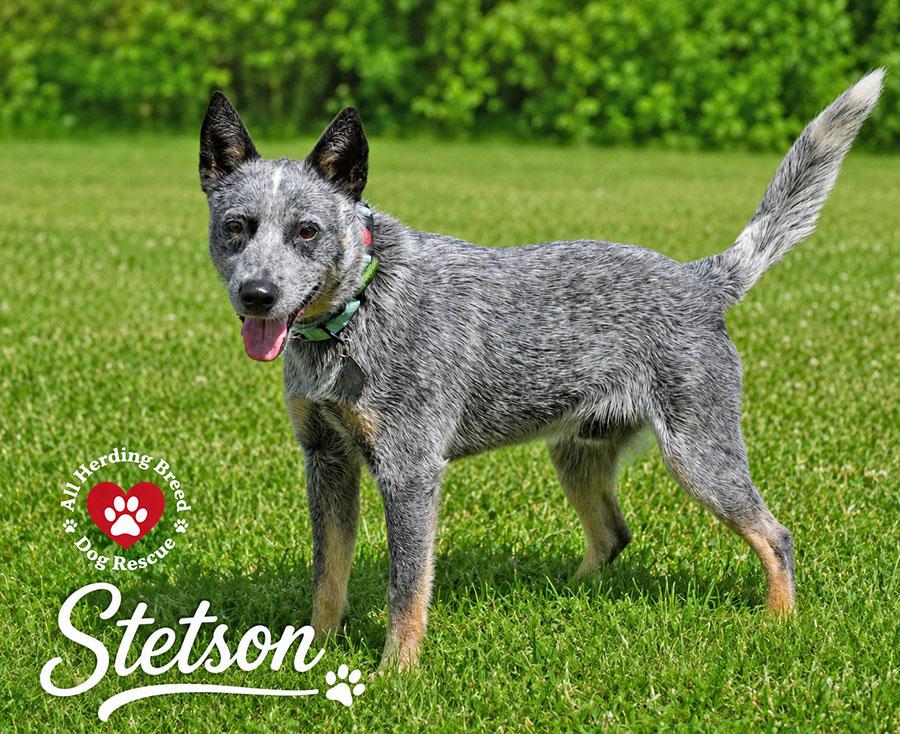 Stetson, ADOPTABLE, Puppy Male Australian Cattle Dog / Blue Heeler.