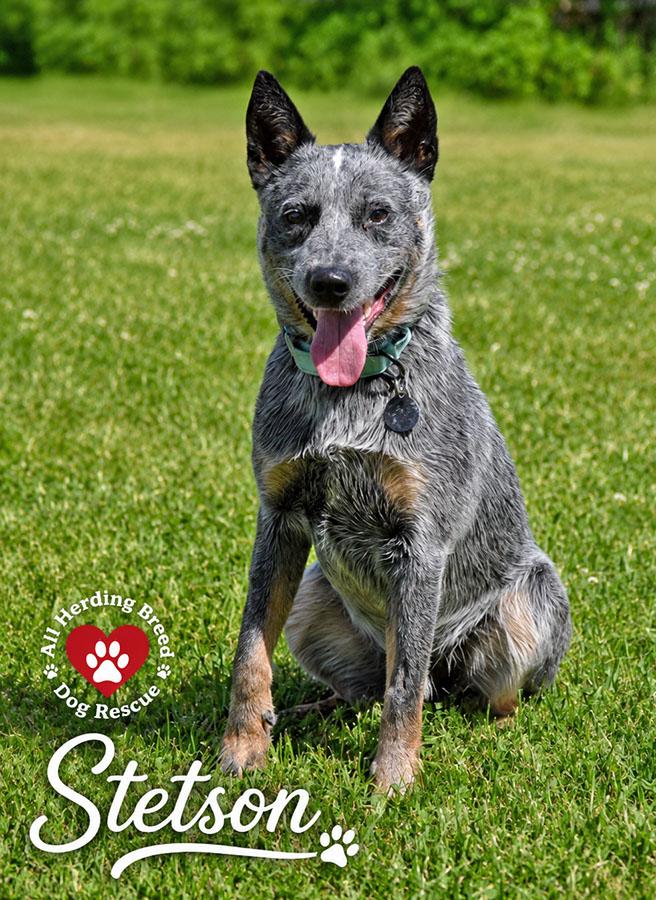 Enlarge Stetson, an adoption pending Australian Cattle Dog / Blue Heeler in Joliet, IL image 3/5