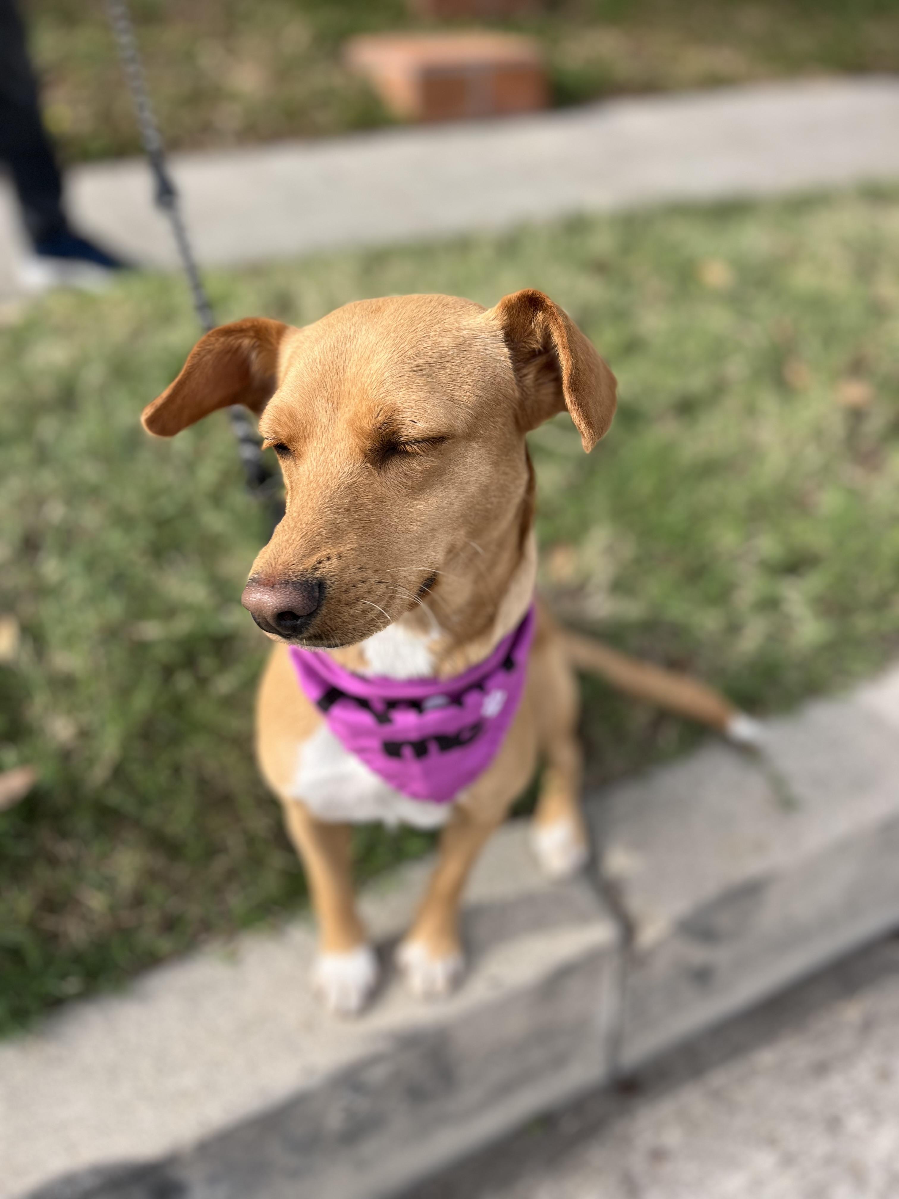 Enlarge Abby waffles , a ADOPTABLE mixed breed in Poway, CA image 2/5