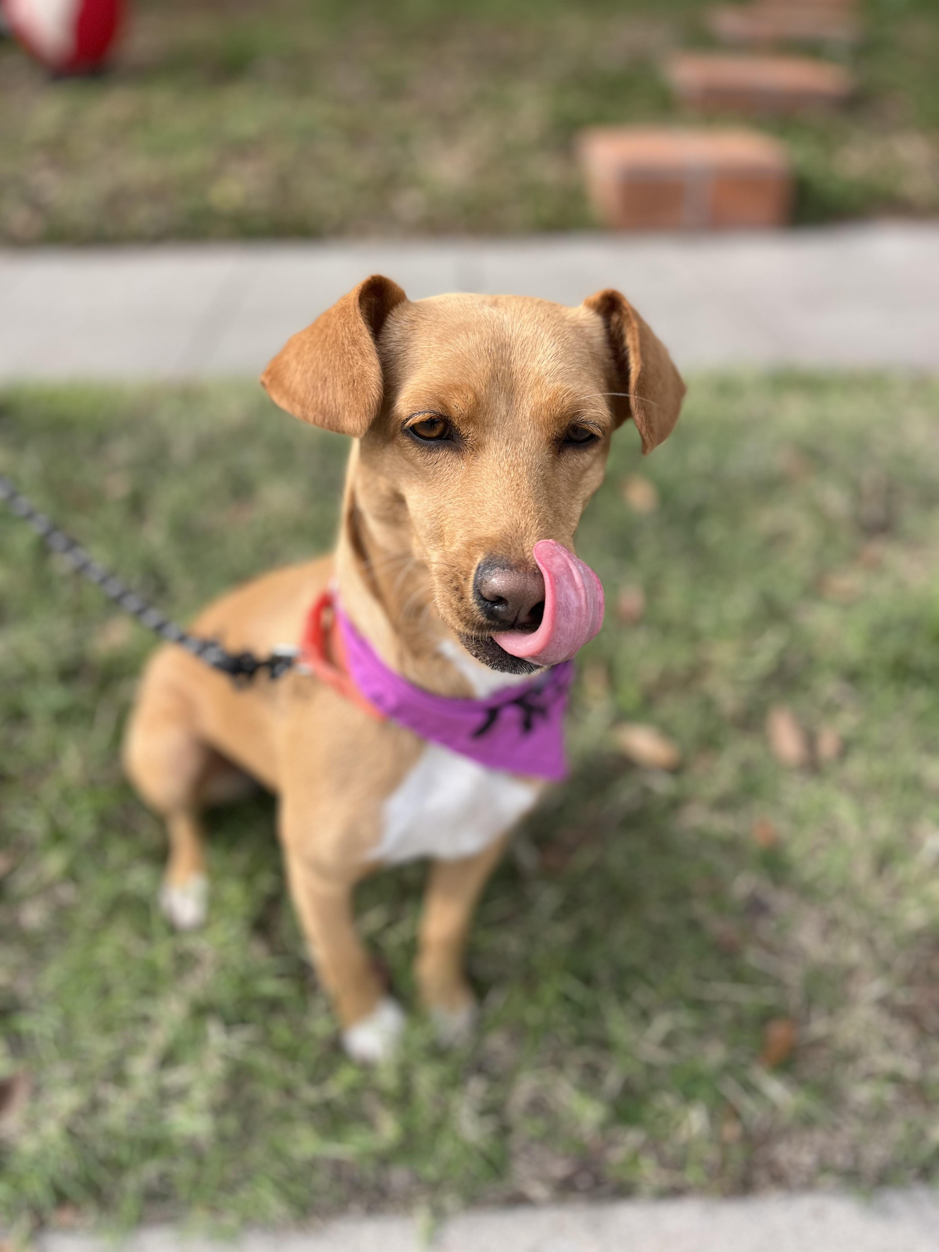 Enlarge Abby waffles , a ADOPTABLE mixed breed in Poway, CA image 5/5