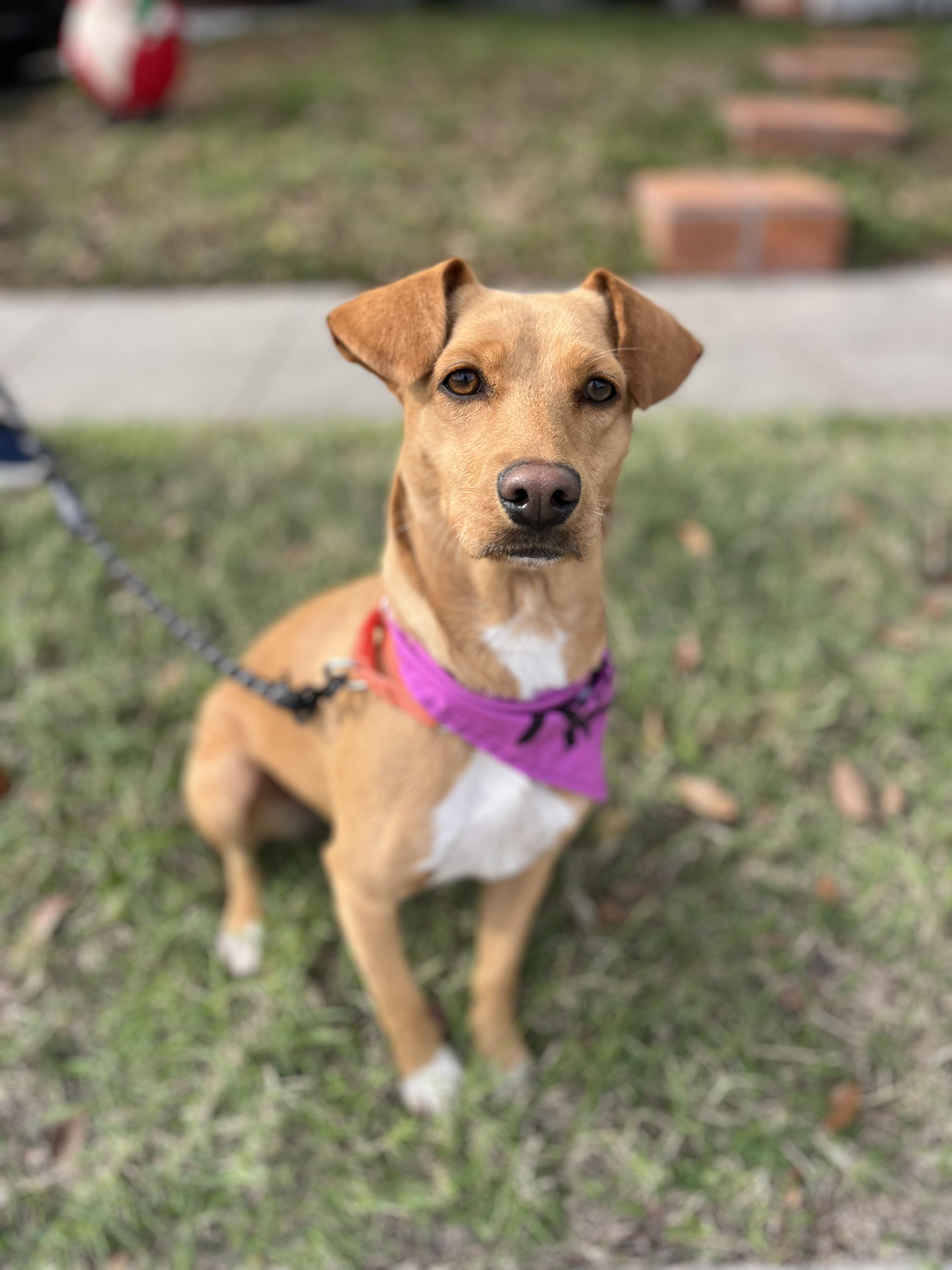 Enlarge Abby waffles , a ADOPTABLE mixed breed in Poway, CA image 1/5