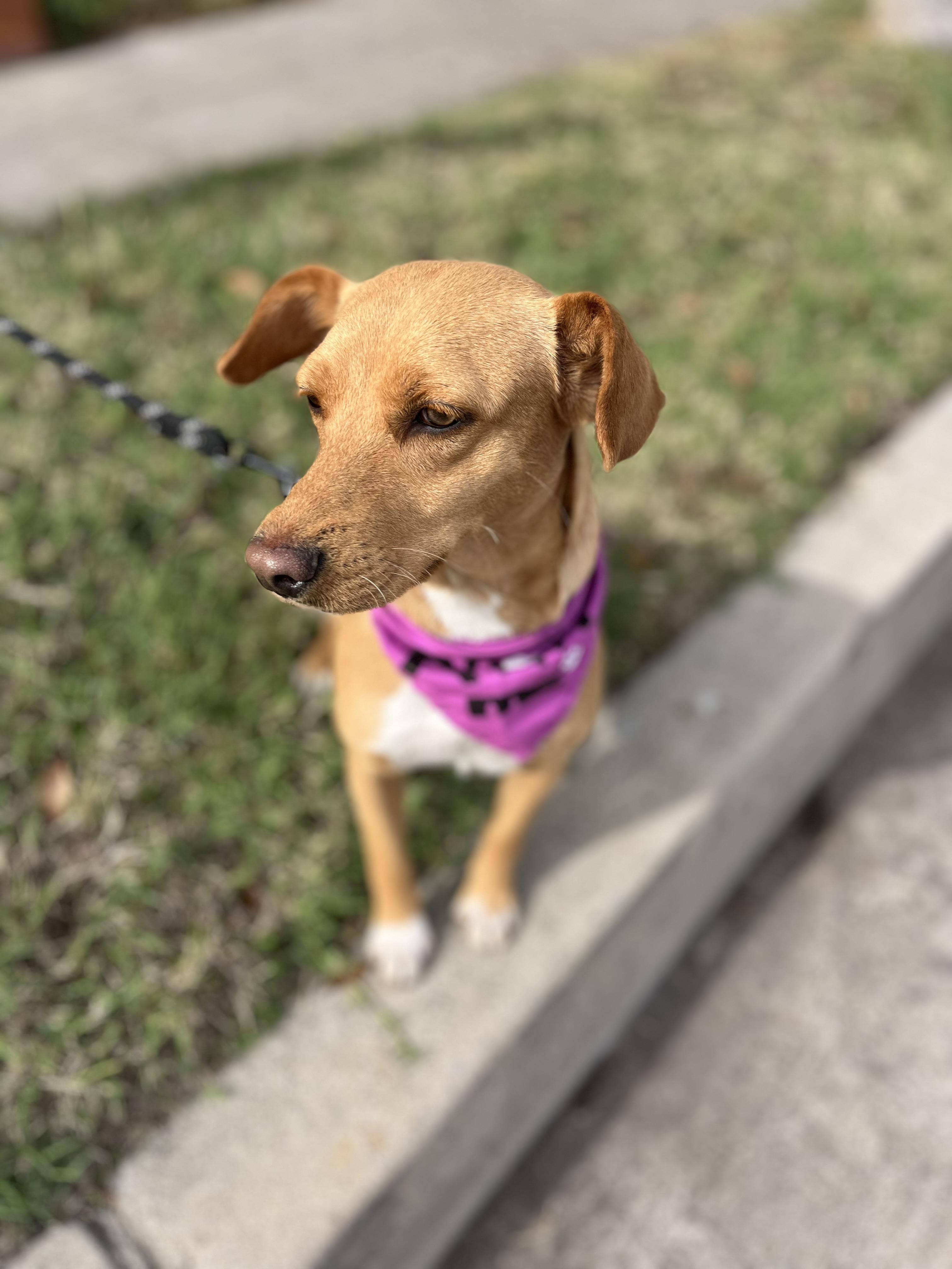 Enlarge Abby waffles , a ADOPTABLE mixed breed in Poway, CA image 4/5