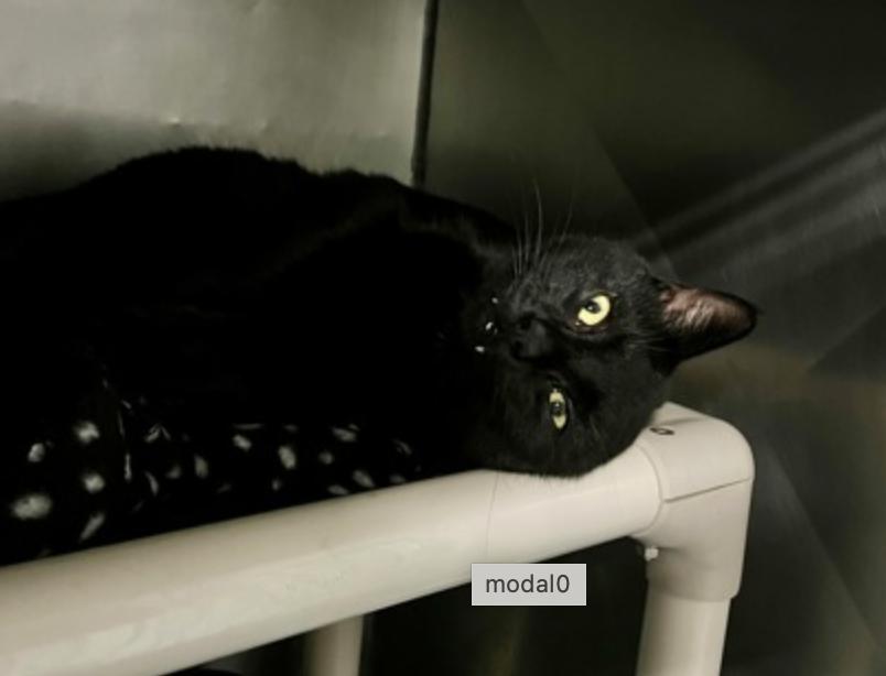 Available rescue animal