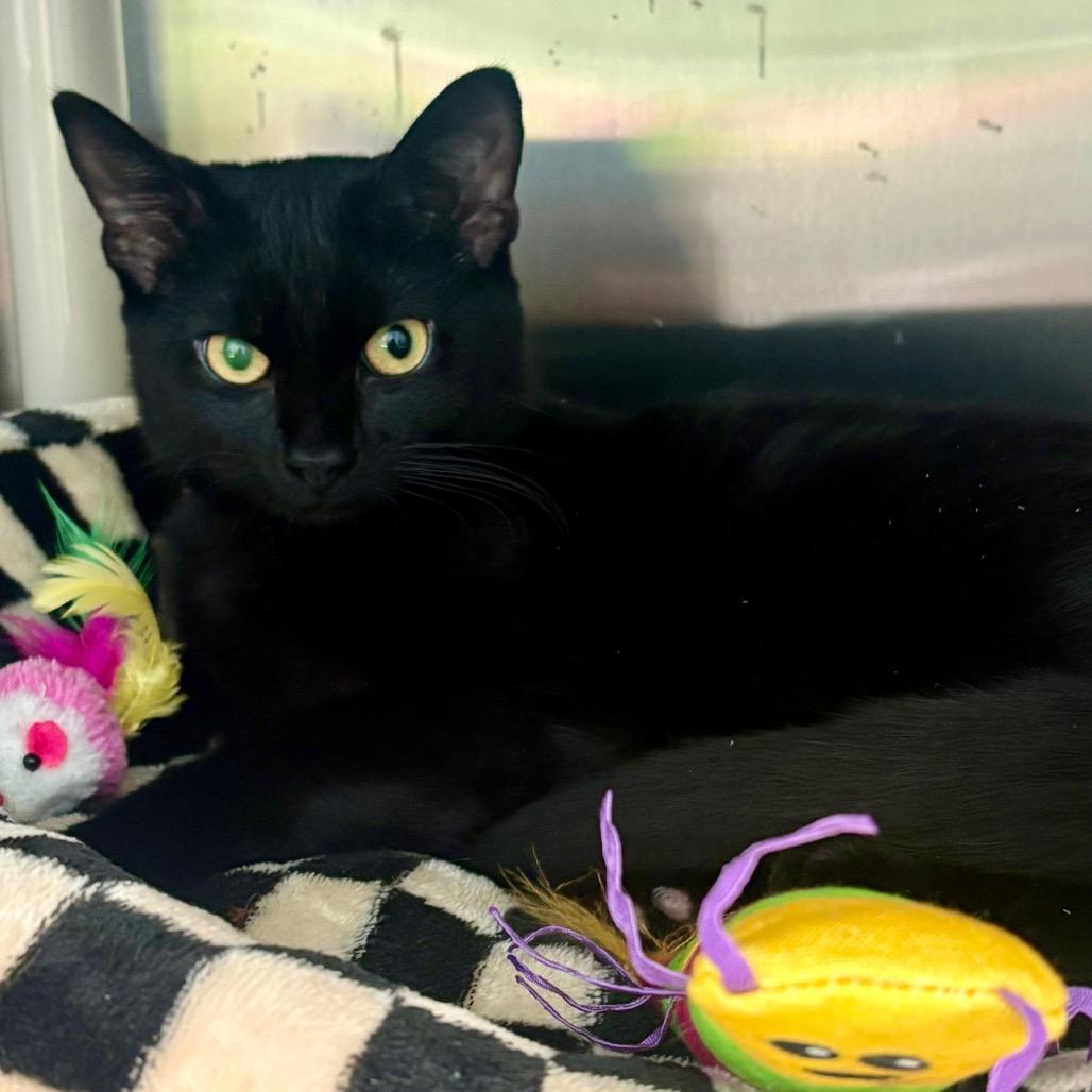 Licorice, Adoptable, Adult Male Domestic Short Hair.