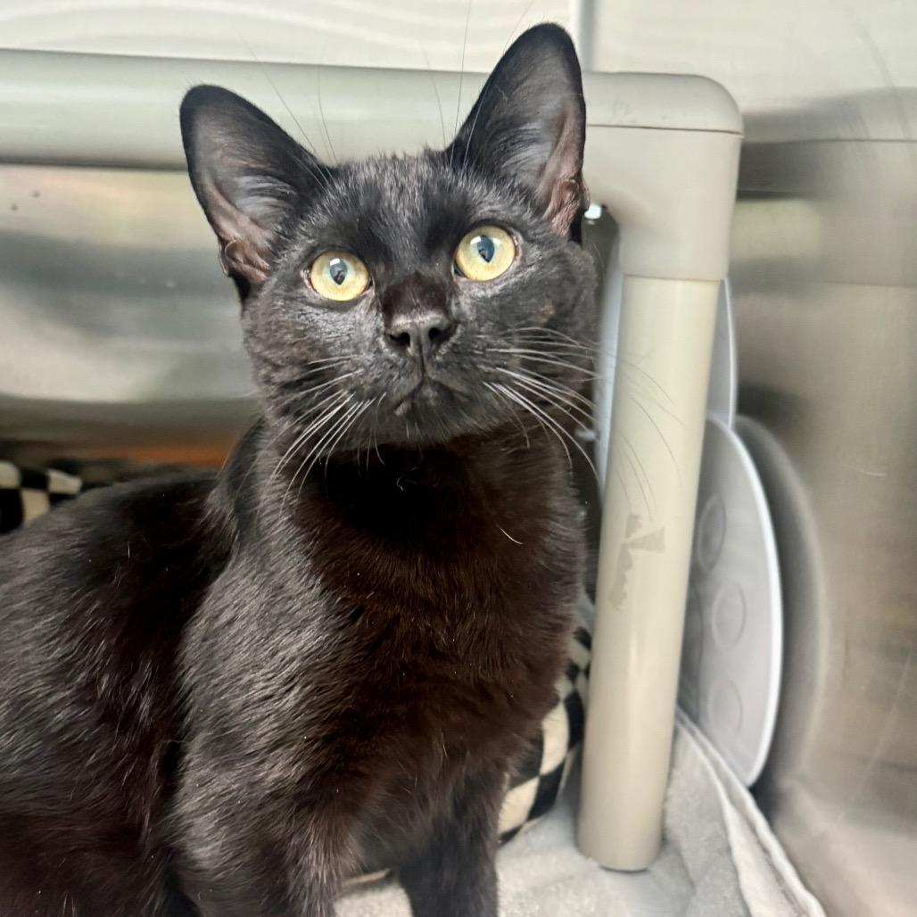 Enlarge Licorice, a Adoptable Domestic Short Hair in New Fairfield, CT image 2/6