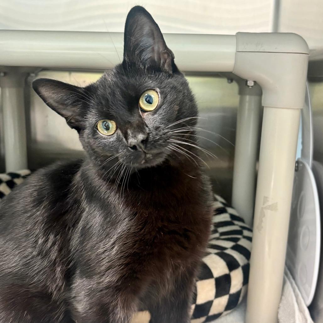 Enlarge Licorice, a Adoptable Domestic Short Hair in New Fairfield, CT image 3/6