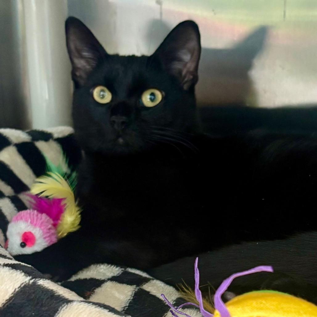 Enlarge Licorice, a Adoptable Domestic Short Hair in New Fairfield, CT image 4/6