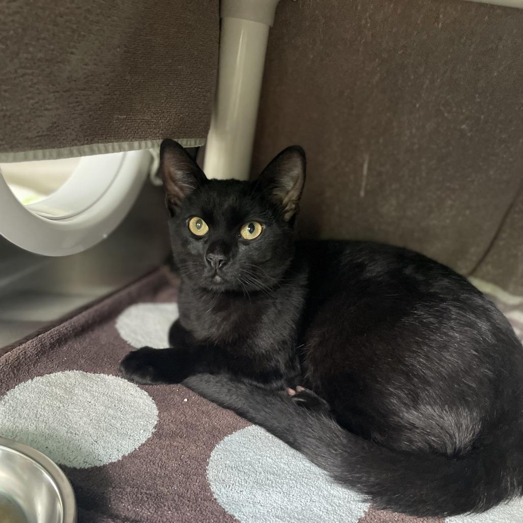 Enlarge Licorice, a Adoptable Domestic Short Hair in New Fairfield, CT image 5/6