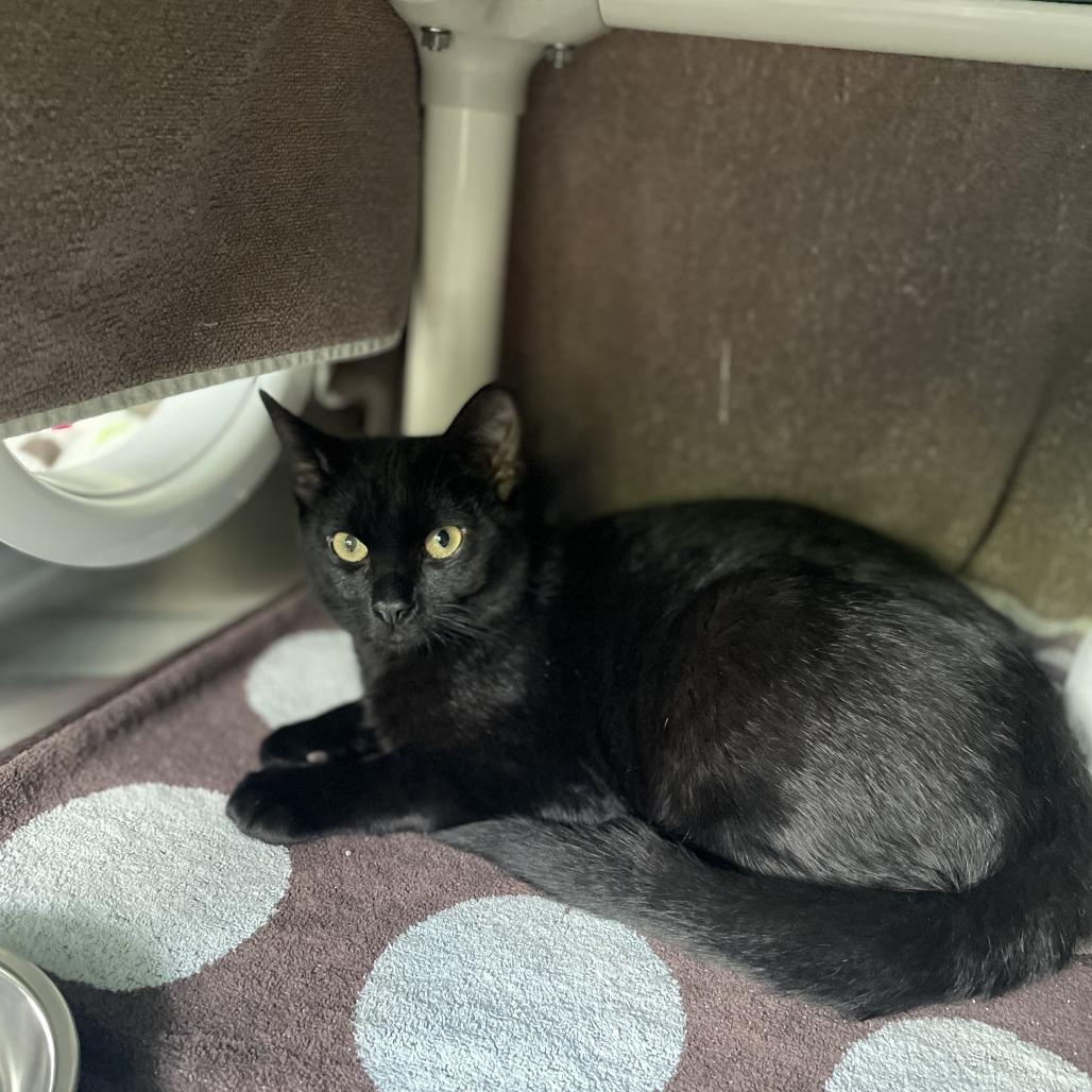 Enlarge Licorice, a Adoptable Domestic Short Hair in New Fairfield, CT image 6/6