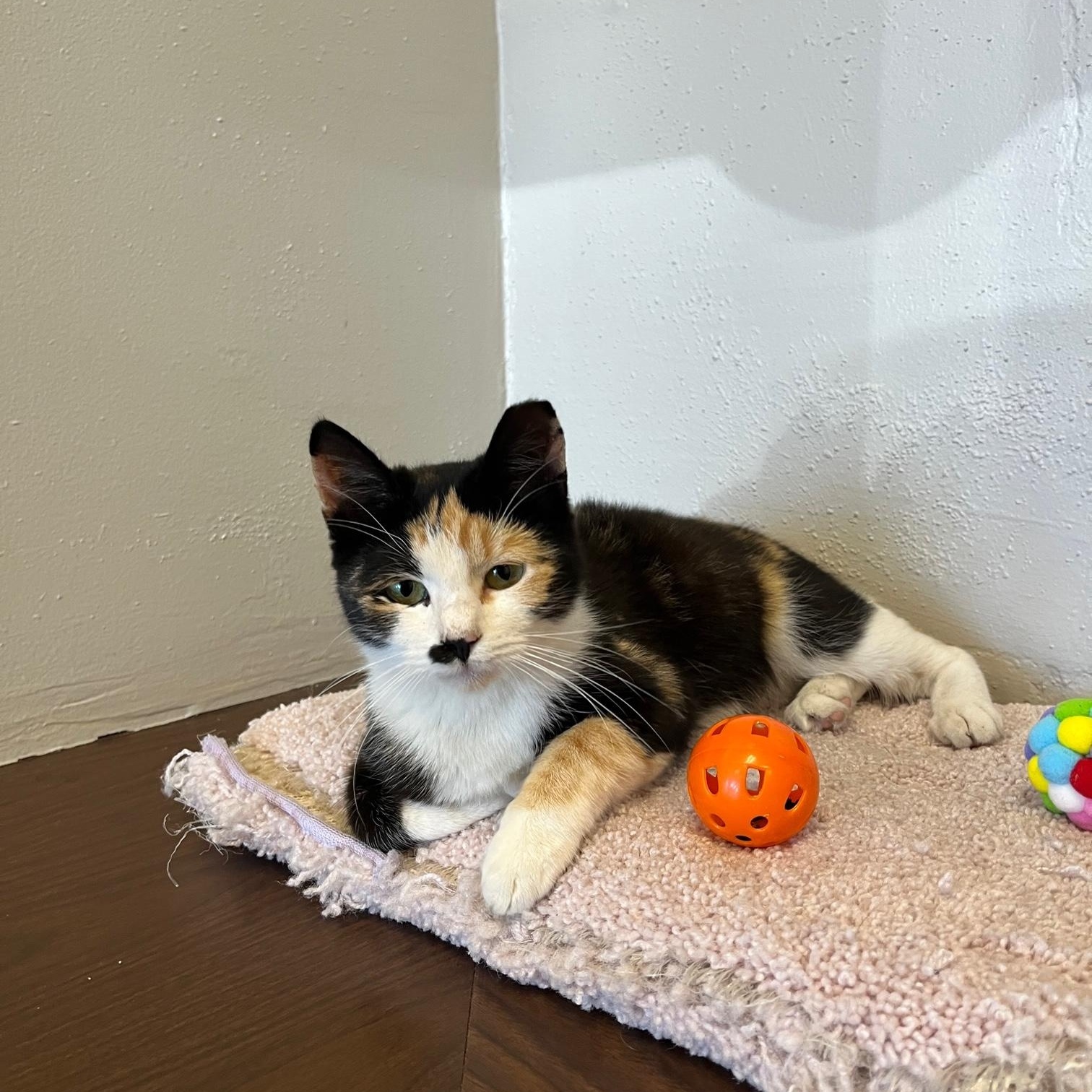 Enlarge Eva, a Adoptable Domestic Short Hair in Avon Park, FL image 6/6