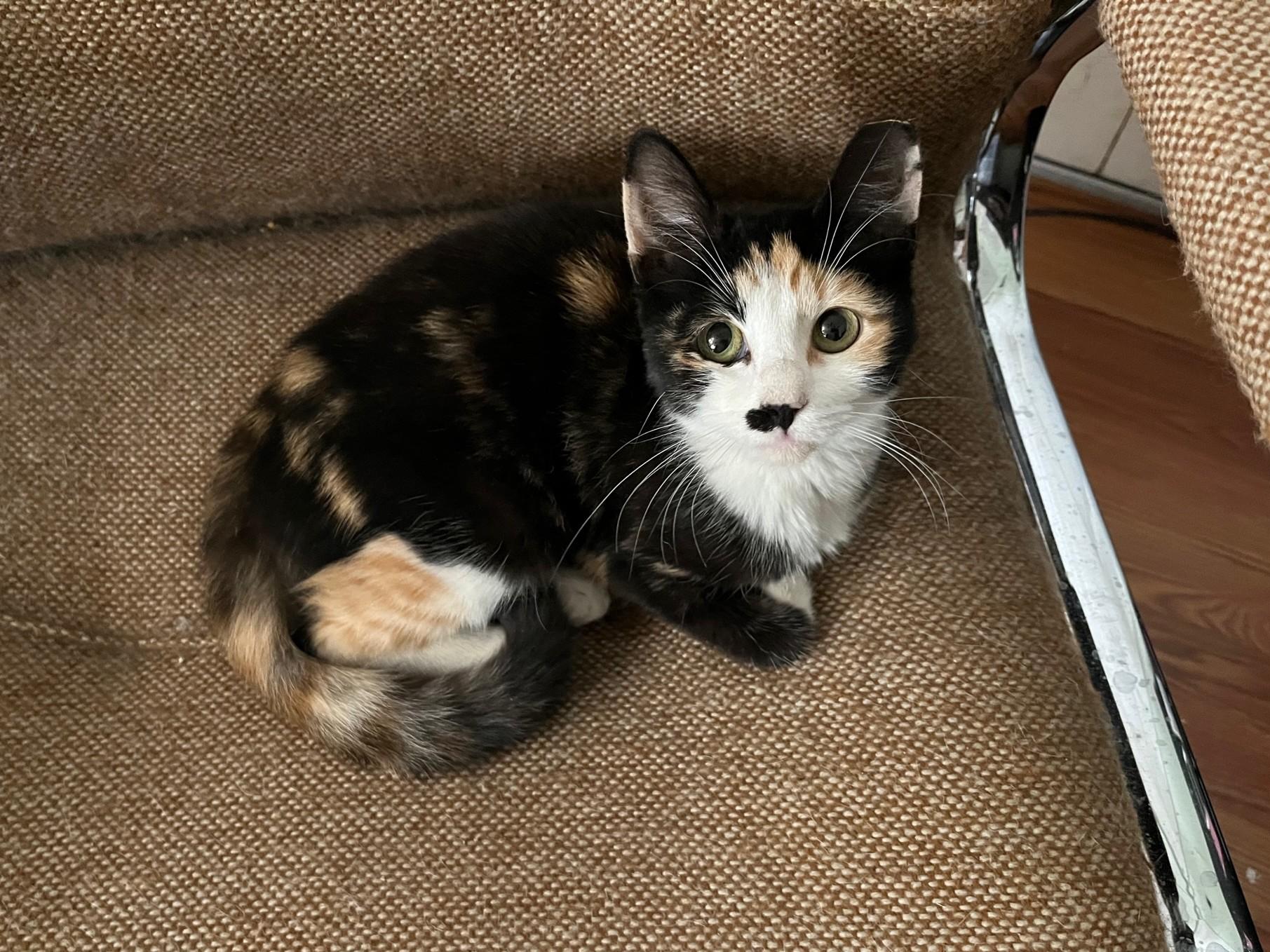 Eva, a Adoptable Domestic Short Hair in Avon Park, FL image 1/3