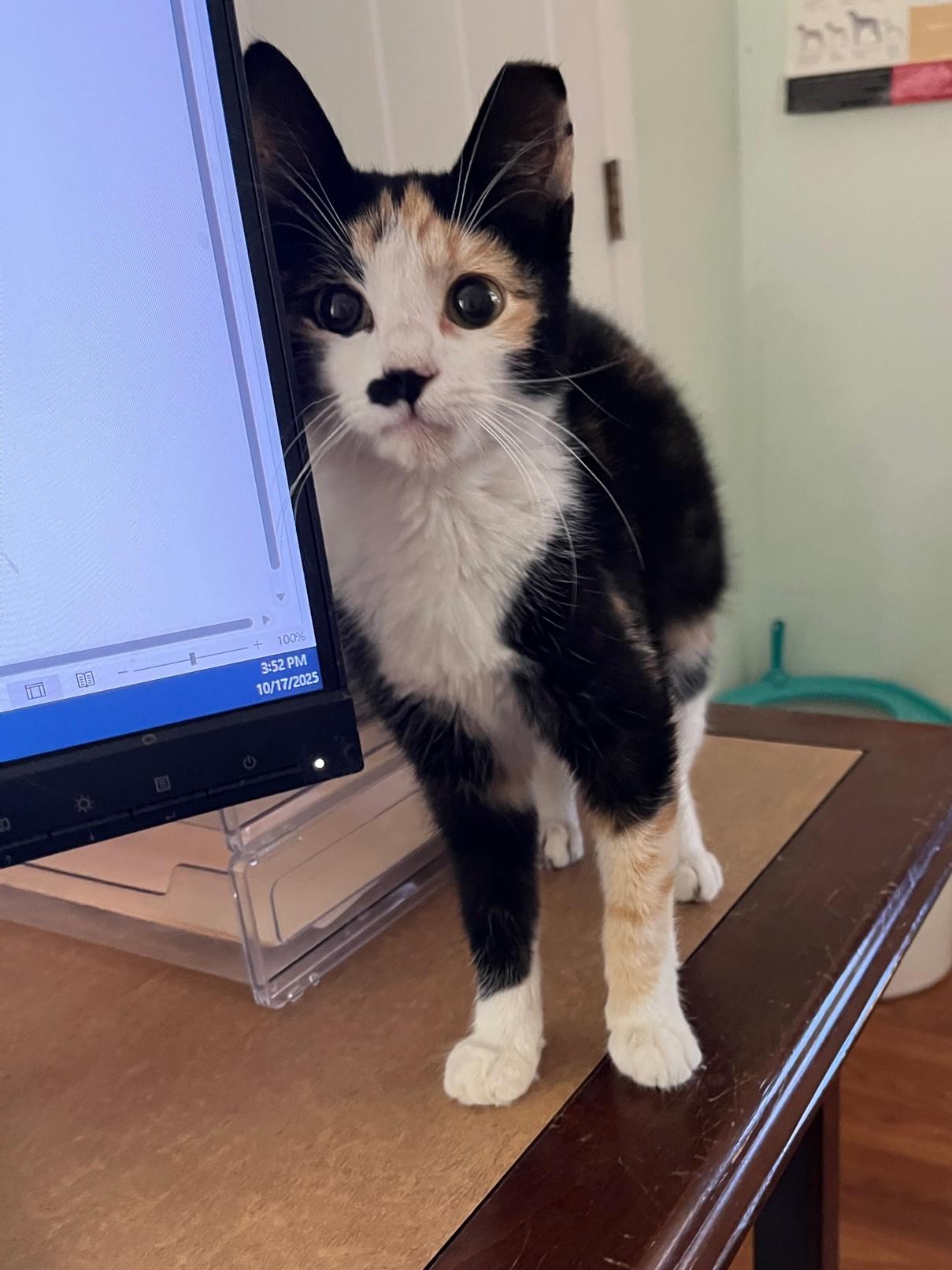 Eva, a Adoptable Domestic Short Hair in Avon Park, FL image 2/3