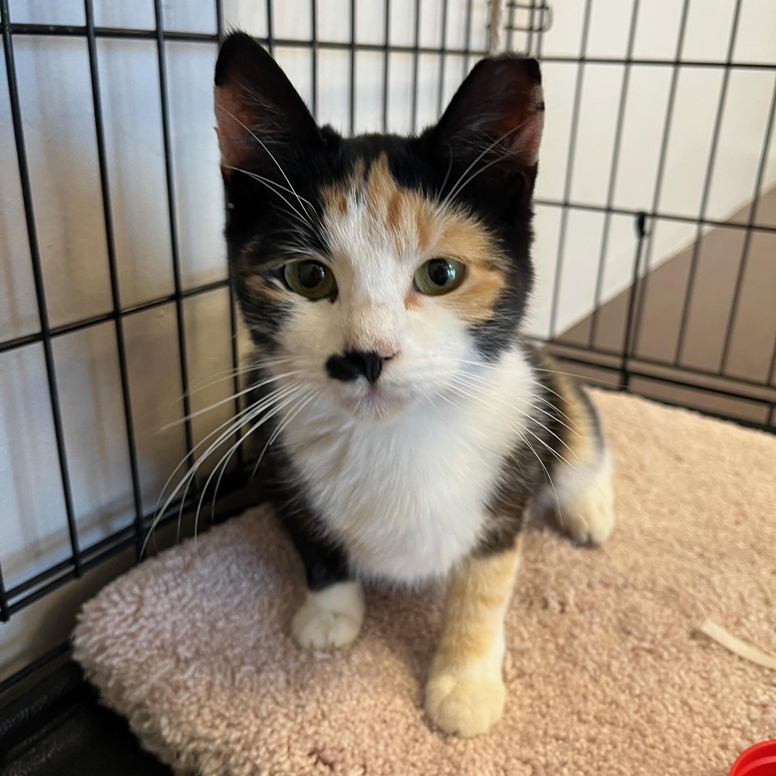 Enlarge Eva, a Adoptable Domestic Short Hair in Avon Park, FL image 5/6