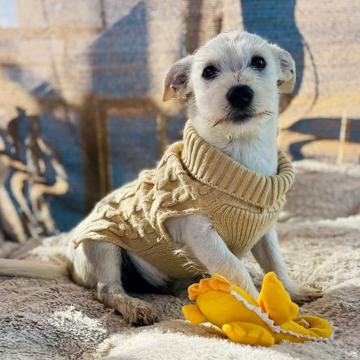 Louie, ADOPTABLE, Puppy Male Maltese & Terrier.