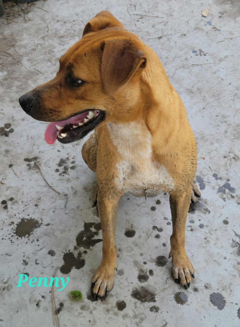 Enlarge Penny, a Adoptable mixed breed in Branchville, SC image 1/4