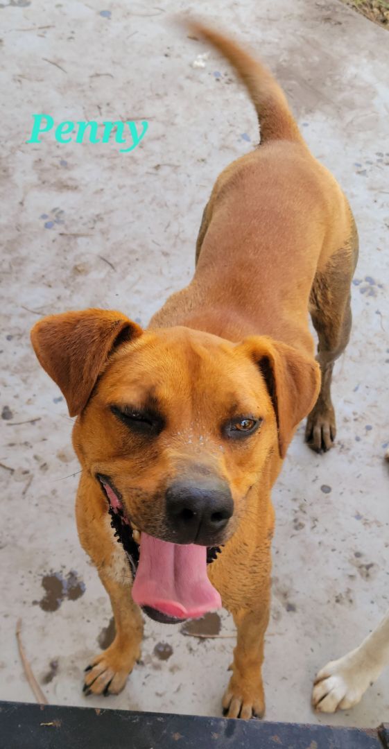 Enlarge Penny, a Adoptable mixed breed in Branchville, SC image 2/4