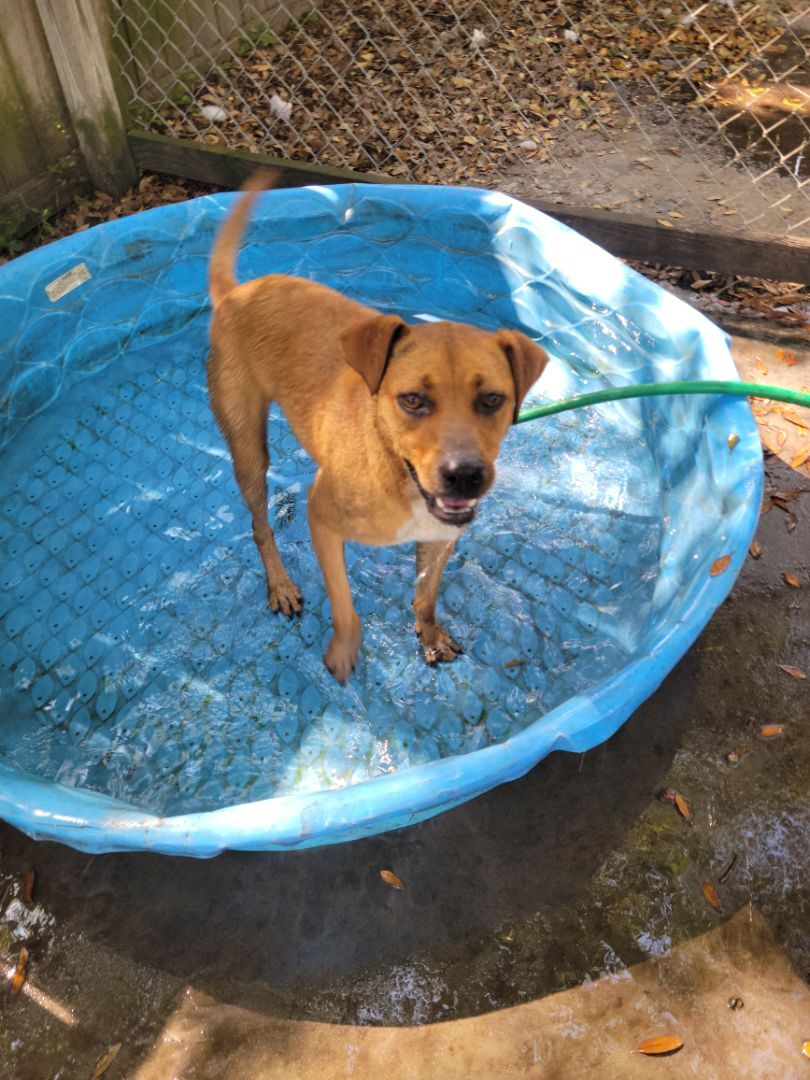Enlarge Penny, a Adoptable mixed breed in Branchville, SC image 3/4
