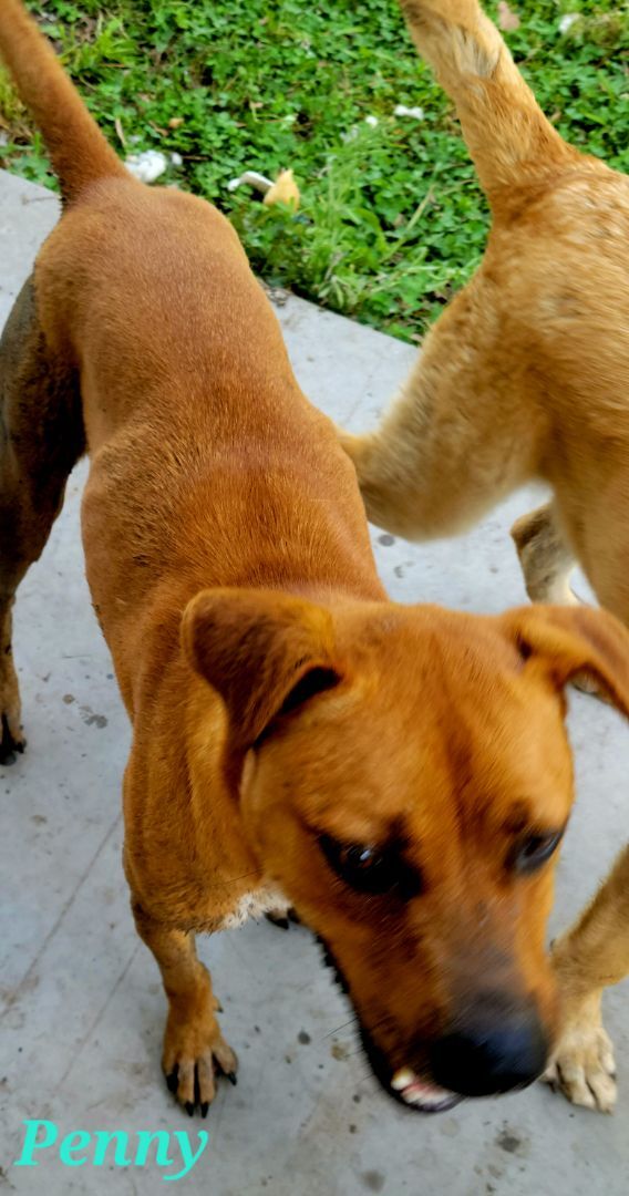 Enlarge Penny, a Adoptable mixed breed in Branchville, SC image 4/4