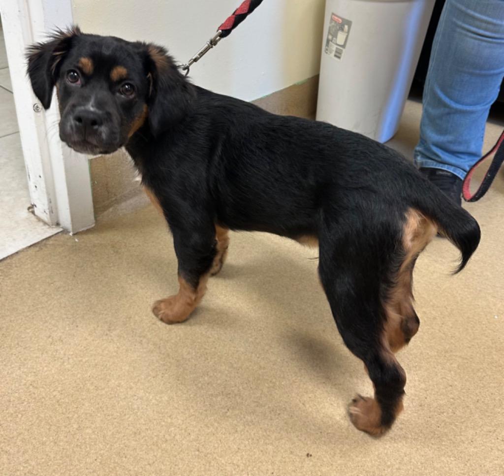 Enlarge Shadow, a Adoptable Affenpinscher in Fort Pierce, FL image 1/1