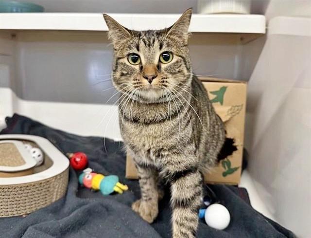 Enlarge VAN DUREN, a Adoptable Domestic Short Hair in Saint Louis, MO image 1/1