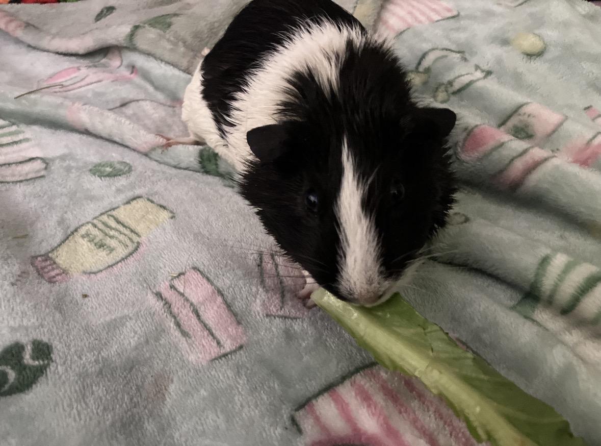 Family of Guinea pigs, an adopted Guinea Pig in Boca Raton, FL image 2/4