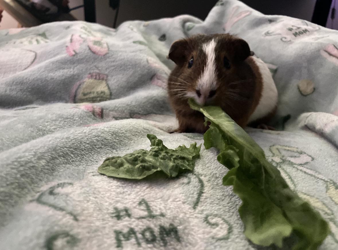 Family of Guinea pigs, an adopted Guinea Pig in Boca Raton, FL image 4/4