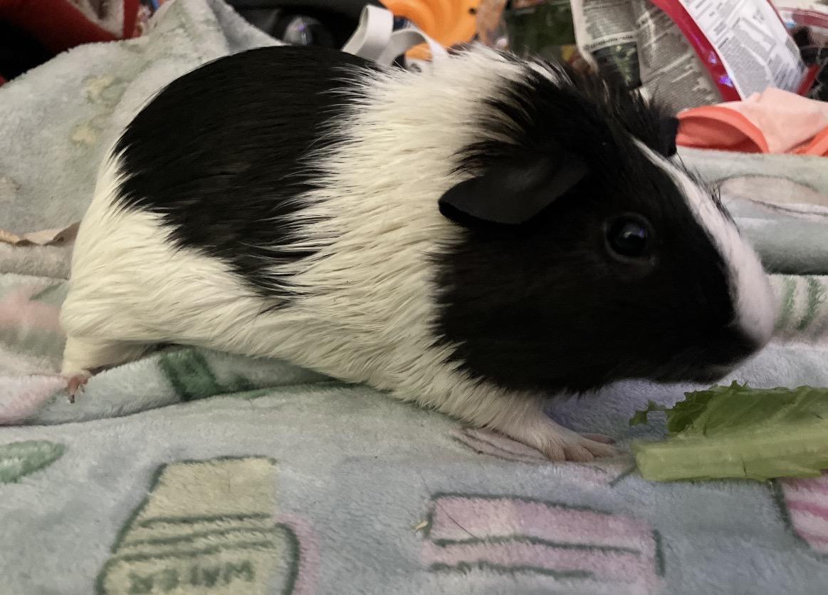 Family of Guinea pigs, an adopted Guinea Pig in Boca Raton, FL image 3/4