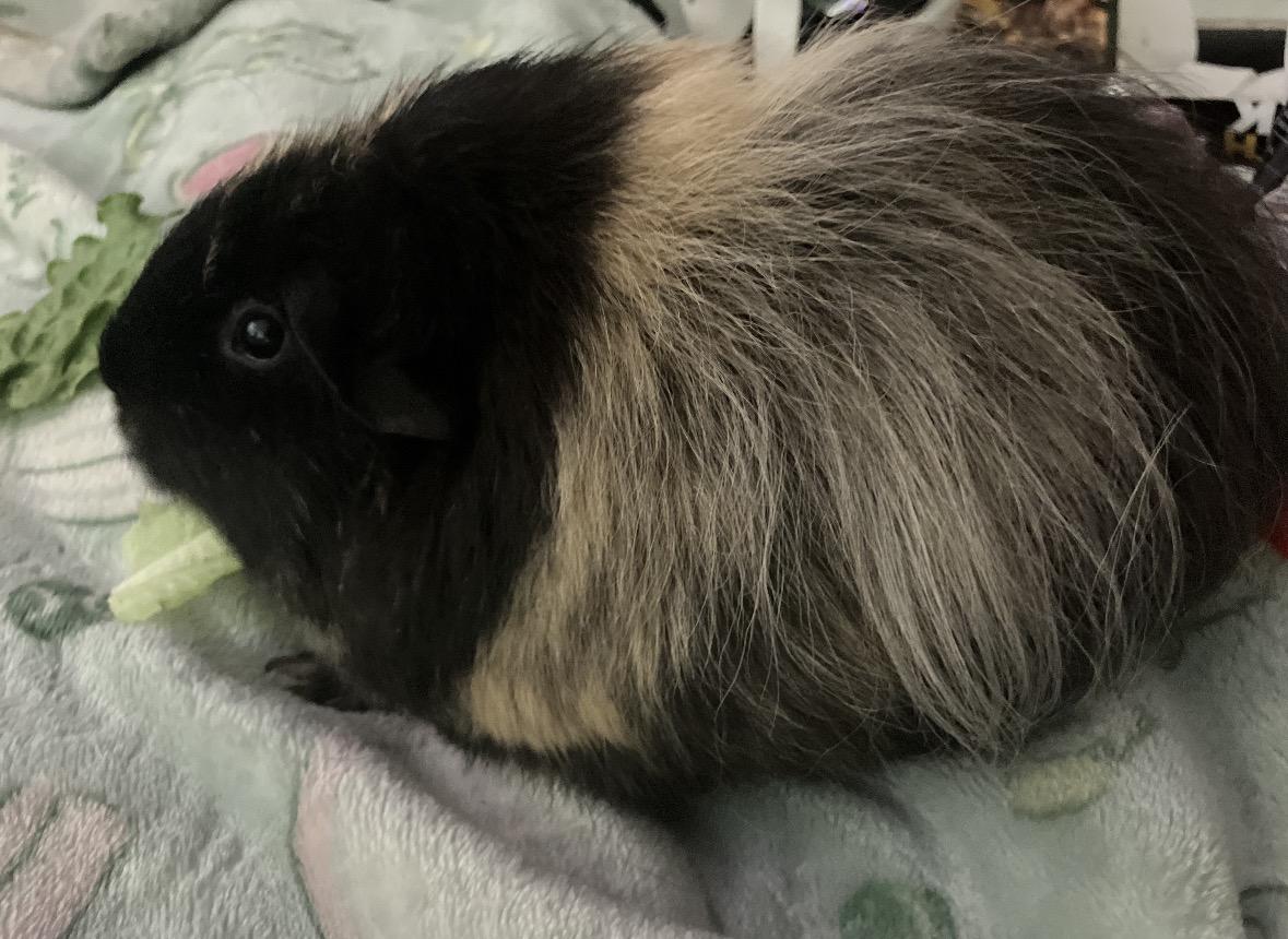 Family of Guinea pigs, adopted, Young Male Guinea Pig.