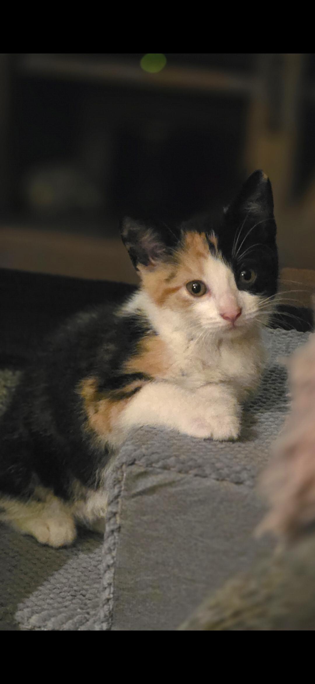Enlarge Polly, a ADOPTABLE Domestic Short Hair in Medford, WI image 1/1