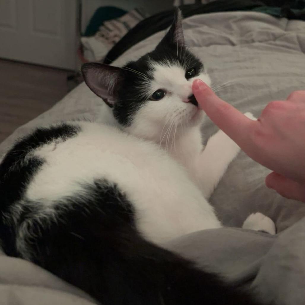 Enlarge Shiori, a Adoptable Domestic Short Hair in Puslinch, ON image 1/6