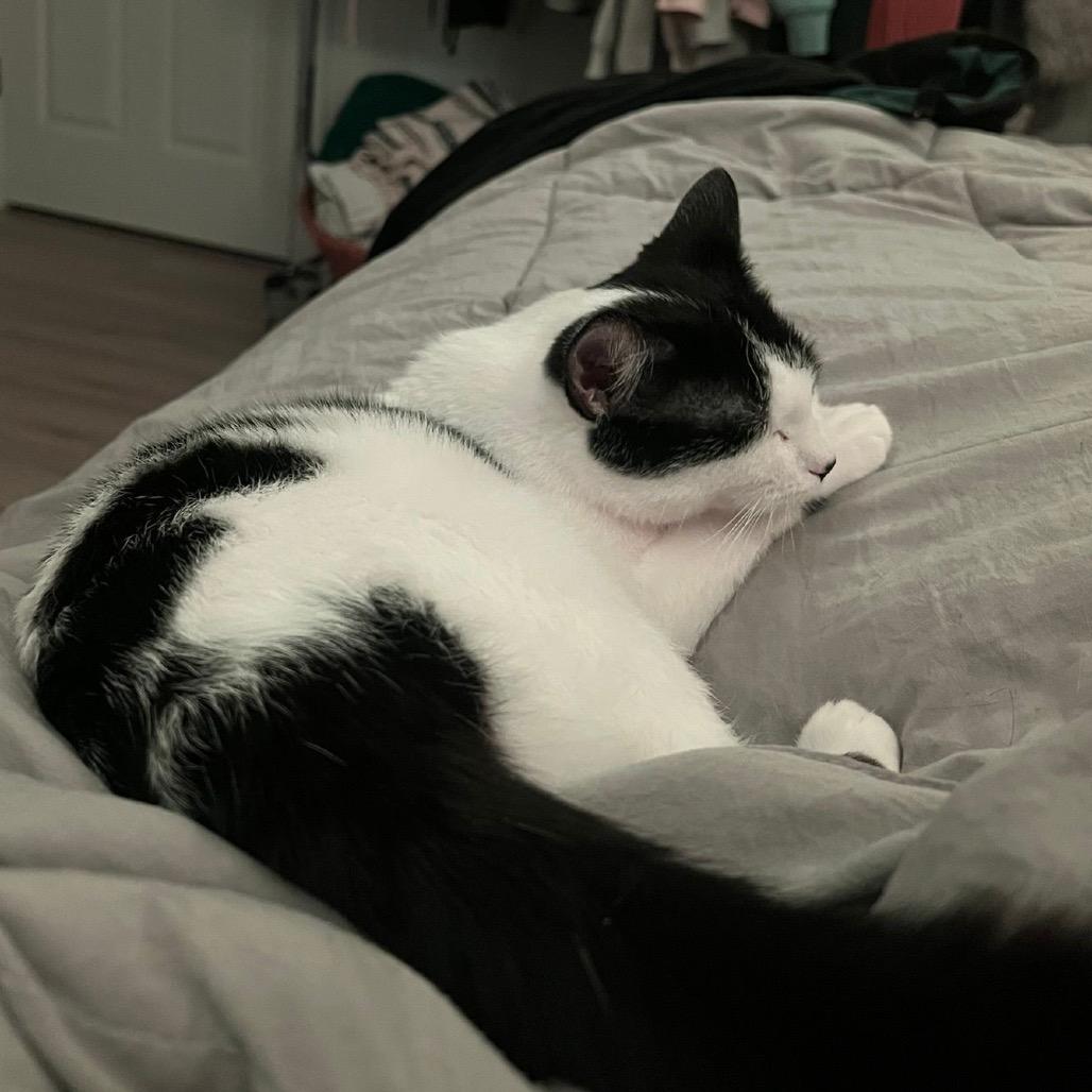 Enlarge Shiori, a Adoptable Domestic Short Hair in Puslinch, ON image 2/6