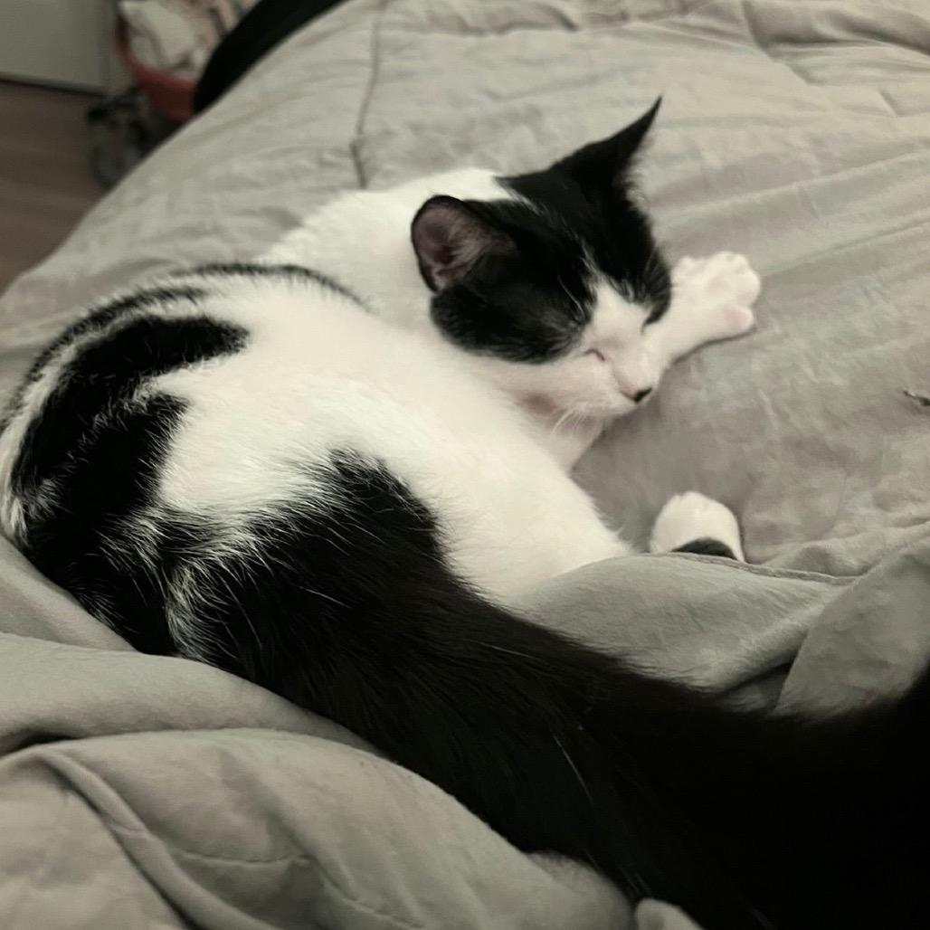 Enlarge Shiori, a Adoptable Domestic Short Hair in Puslinch, ON image 3/6