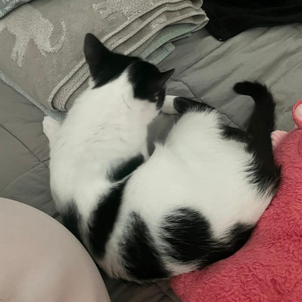 Enlarge Shiori, a Adoptable Domestic Short Hair in Puslinch, ON image 4/6