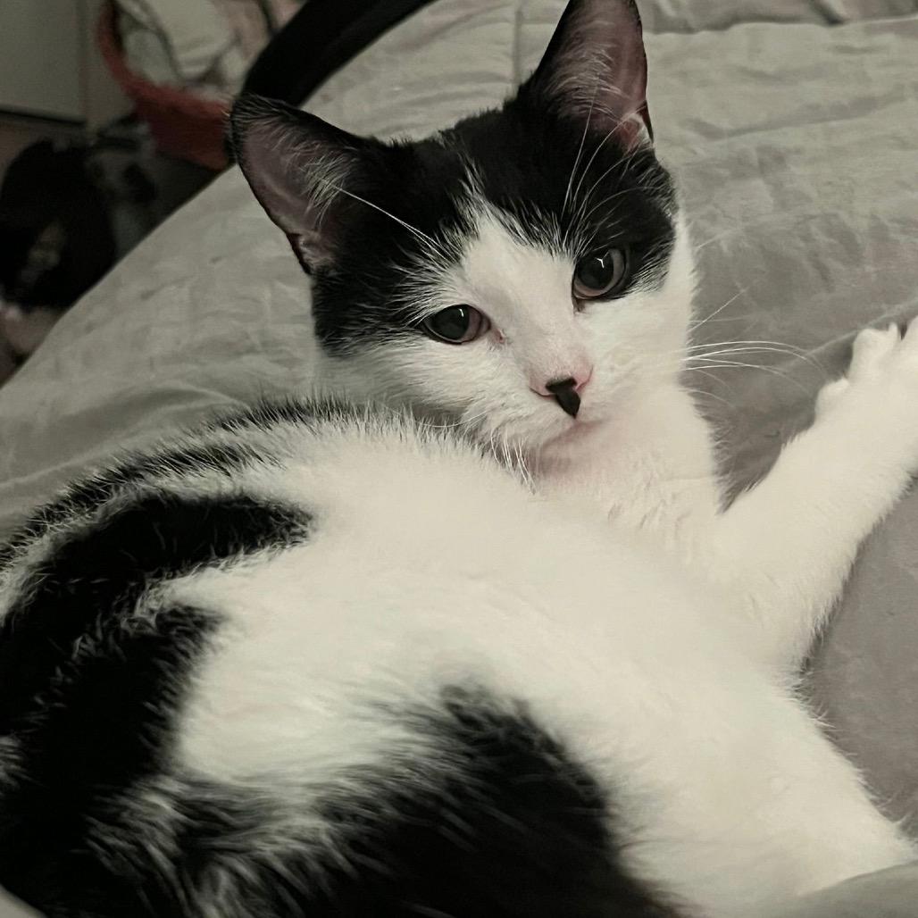 Enlarge Shiori, a Adoptable Domestic Short Hair in Puslinch, ON image 5/6